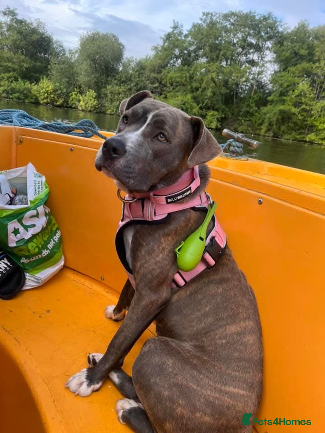 Mixed Breed dogs for sale: Staffy cross - Image 1
