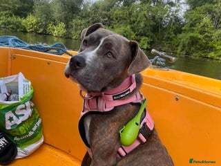 Mixed Breed dogs - Advert 8