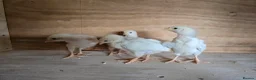 Chickens poultry for sale: 6 Light Sussex hatching eggs in Wrexham - Advert 4