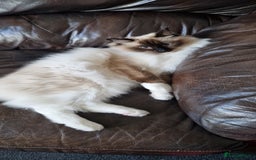 Ragdoll cats for sale: Oscar and barbe beautiful ragdol cats - Image 3