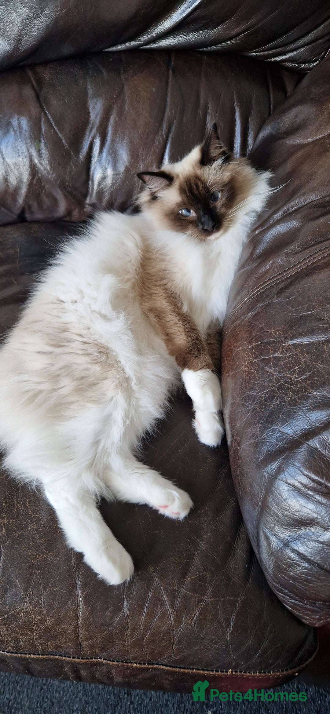 Ragdoll cats for sale: Oscar and barbe beautiful ragdol cats - Image 3