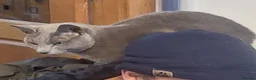 Russian Blue cats for sale: Microchipped cross Russian Blue Kittens - Advert 5