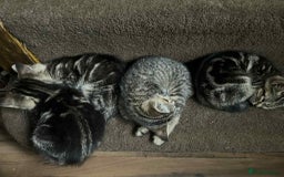 Mixed Breed cats for sale: Adorable Mixed Breed Kitten for Sale! - Image 24