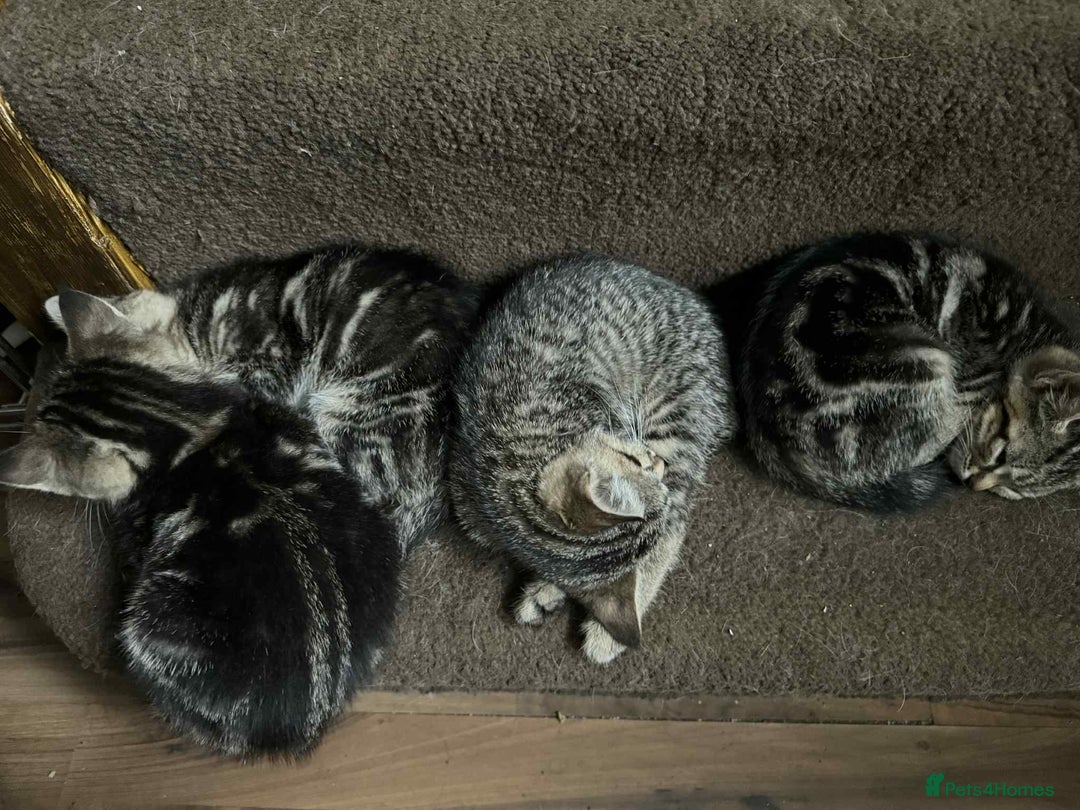 Mixed Breed cats for sale: Adorable Mixed Breed Kitten for Sale! - Image 24