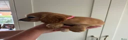 Cocker Spaniel dogs for sale: Gorgeous Cocker Spaniel Puppies  - Advert 4