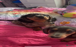 Miniature Dachshund dogs for sale: Beautiful silver dapple long haired girl - Image 9