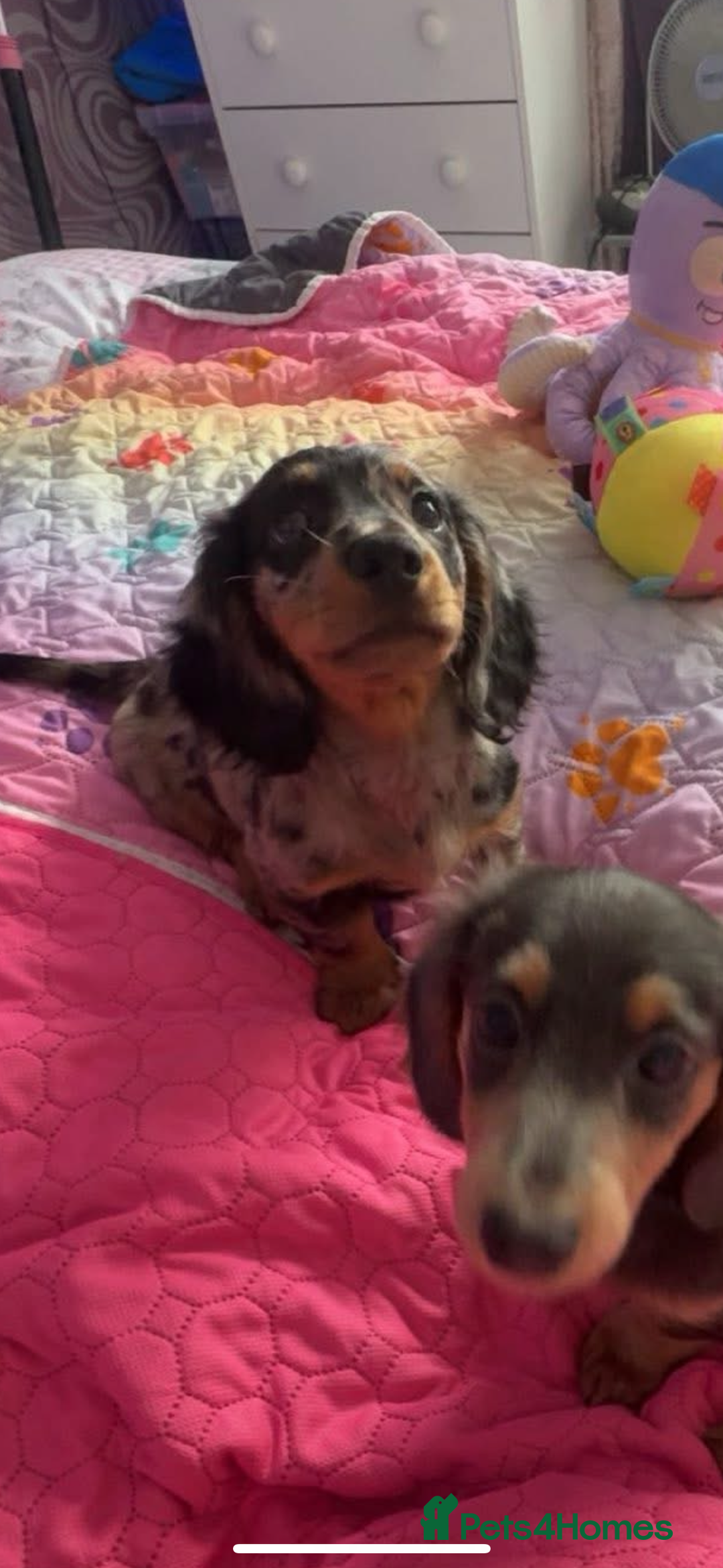 Miniature Dachshund dogs for sale: Beautiful silver dapple long haired girl - Image 9