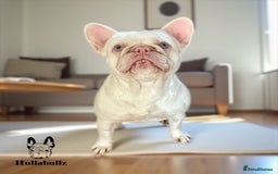 French Bulldog dogs for sale: Pink Health clear Frenchie - DEZINERBULLZ lines - Image 10