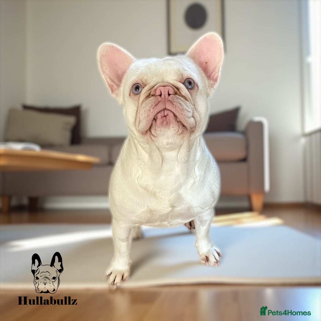 French Bulldog dogs for sale: Pink Health clear Frenchie - DEZINERBULLZ lines - Image 10