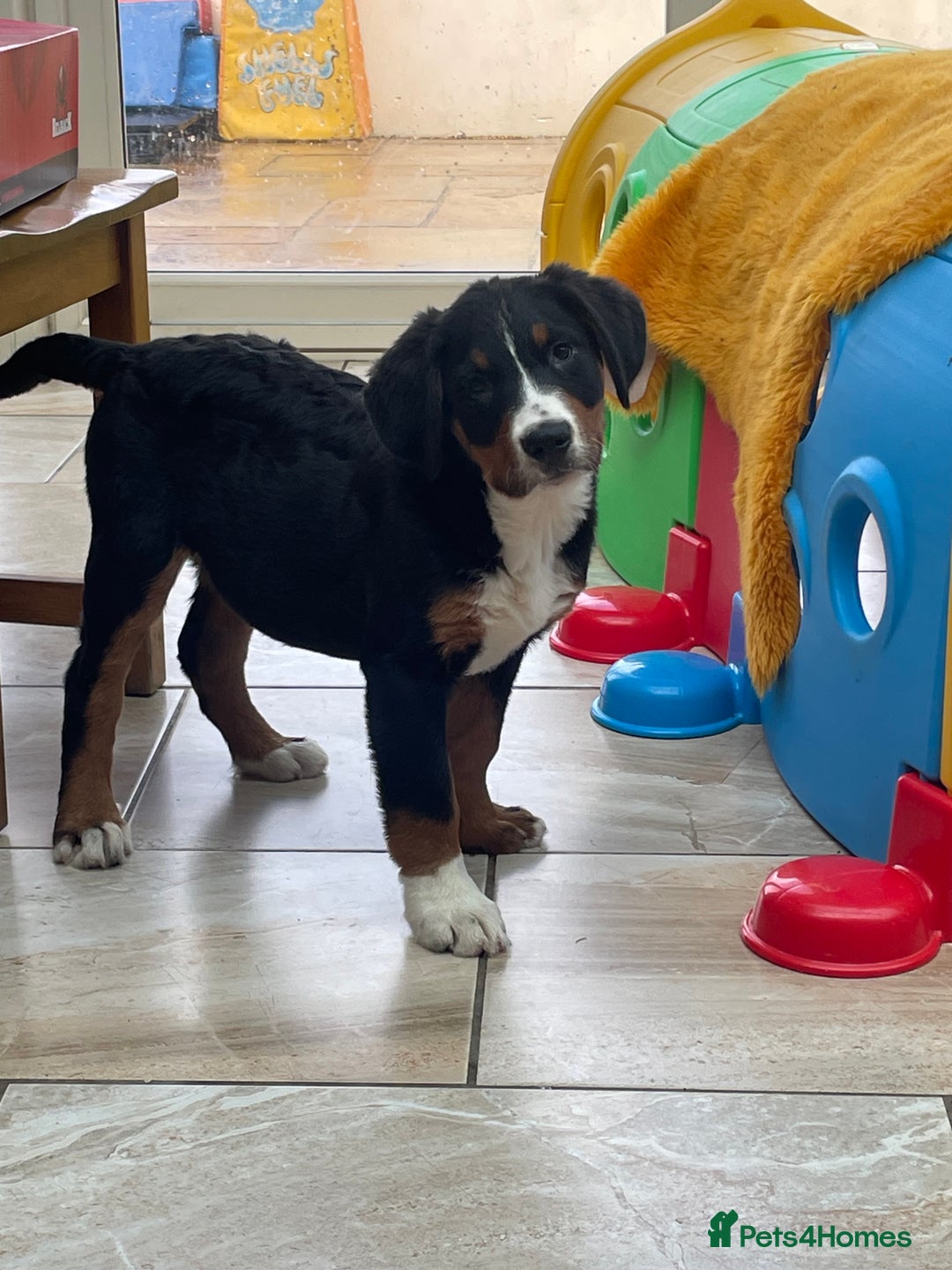 Bernese Mountain Dog dogs for sale: Boys and girls ready  - Advert 1