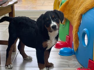 Bernese Mountain Dog dogs Boys and girls ready - Advert 15