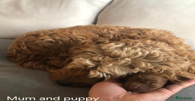 Cockapoo dogs - Advert 8