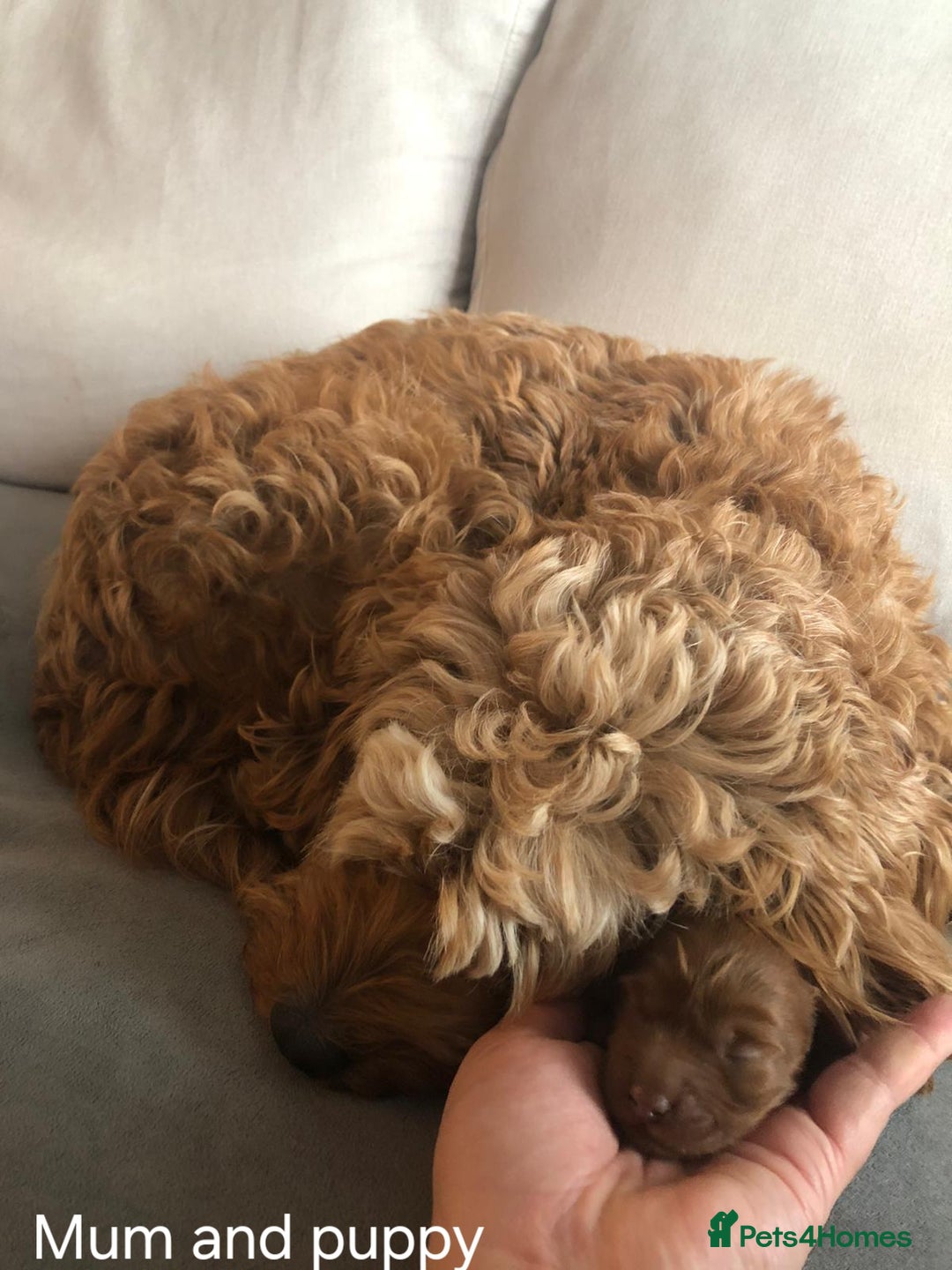 Cockapoo dogs for sale: Gorgeous Red Cockapoo Girl Puppy For Sale  - Image 3