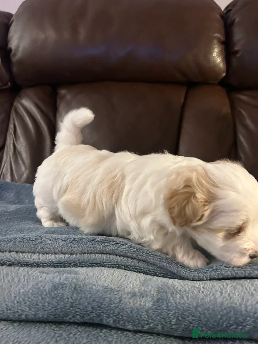 Coton De Tulear dogs for sale: KC reg Coton de Tulear Pups 1 boy, 3 girl - Advert 8