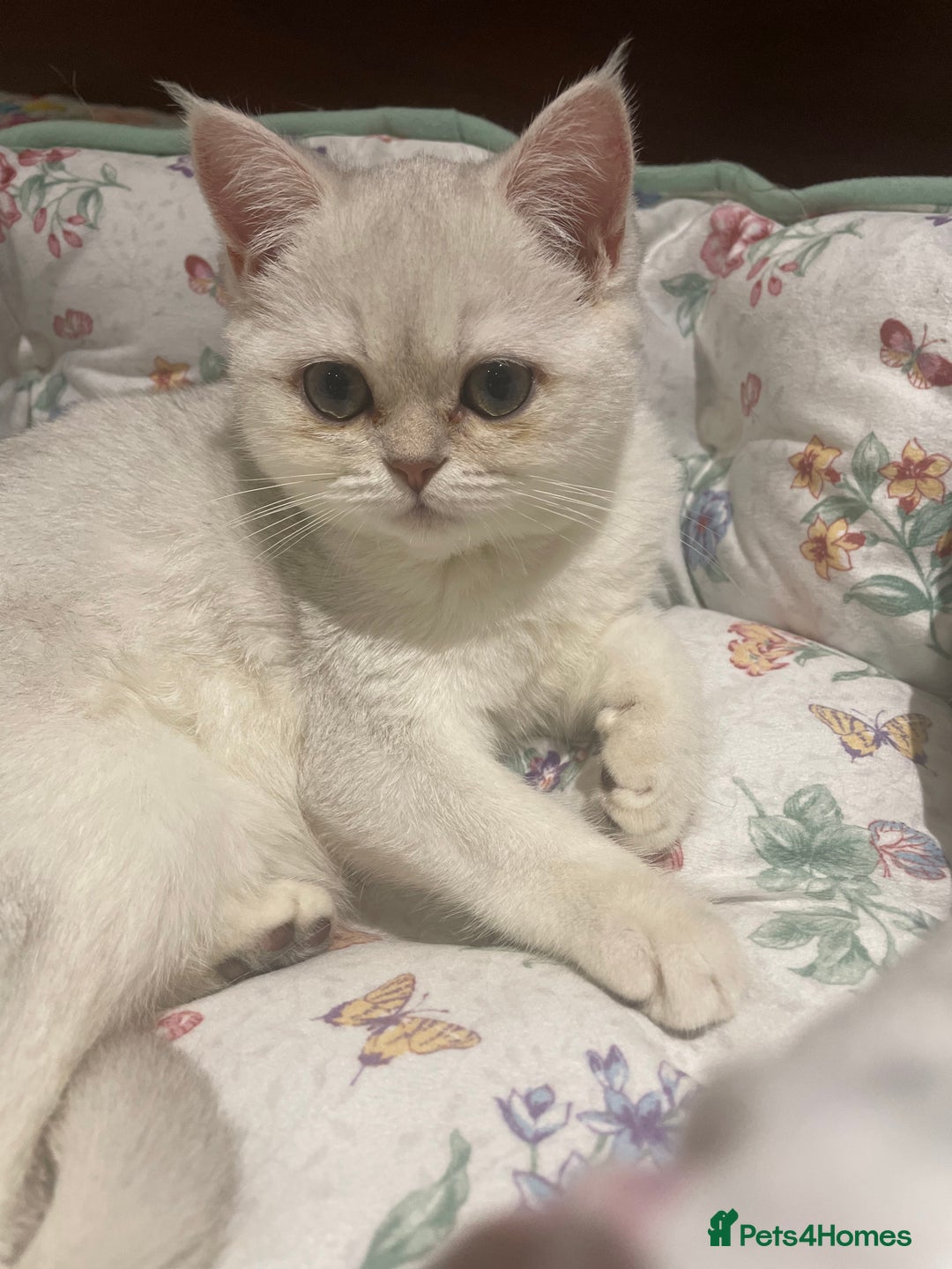 Scottish Fold cats for sale: Kittens 5  - Image 13