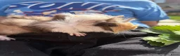 Guinea Pig rodents for sale: RESERVED 5 baby guinea pigs available 21st June - Advert 19
