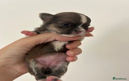 Chihuahua dogs for sale: 🔥🔥stunning chihuahua pups🔥🔥 - Image 3