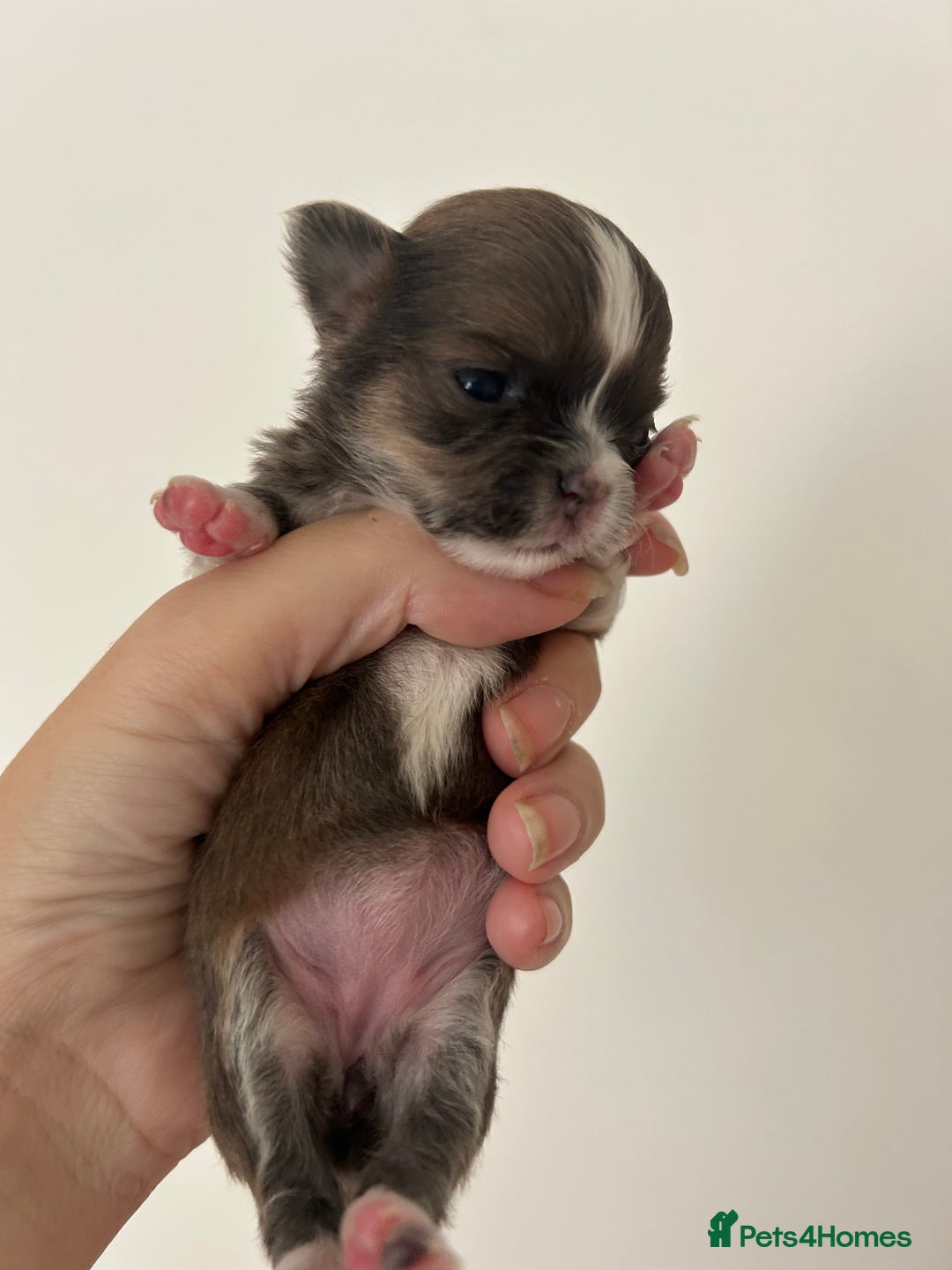 Chihuahua dogs for sale: 🔥🔥stunning chihuahua pups🔥🔥 - Image 3