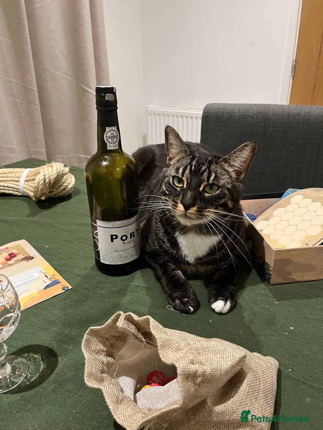 Bengal cats for sale: Reluctant rehoming of 2 year old charcoal bengal - Advert 4