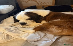 Saint Bernard dogs for sale: St burnard  - Image 2