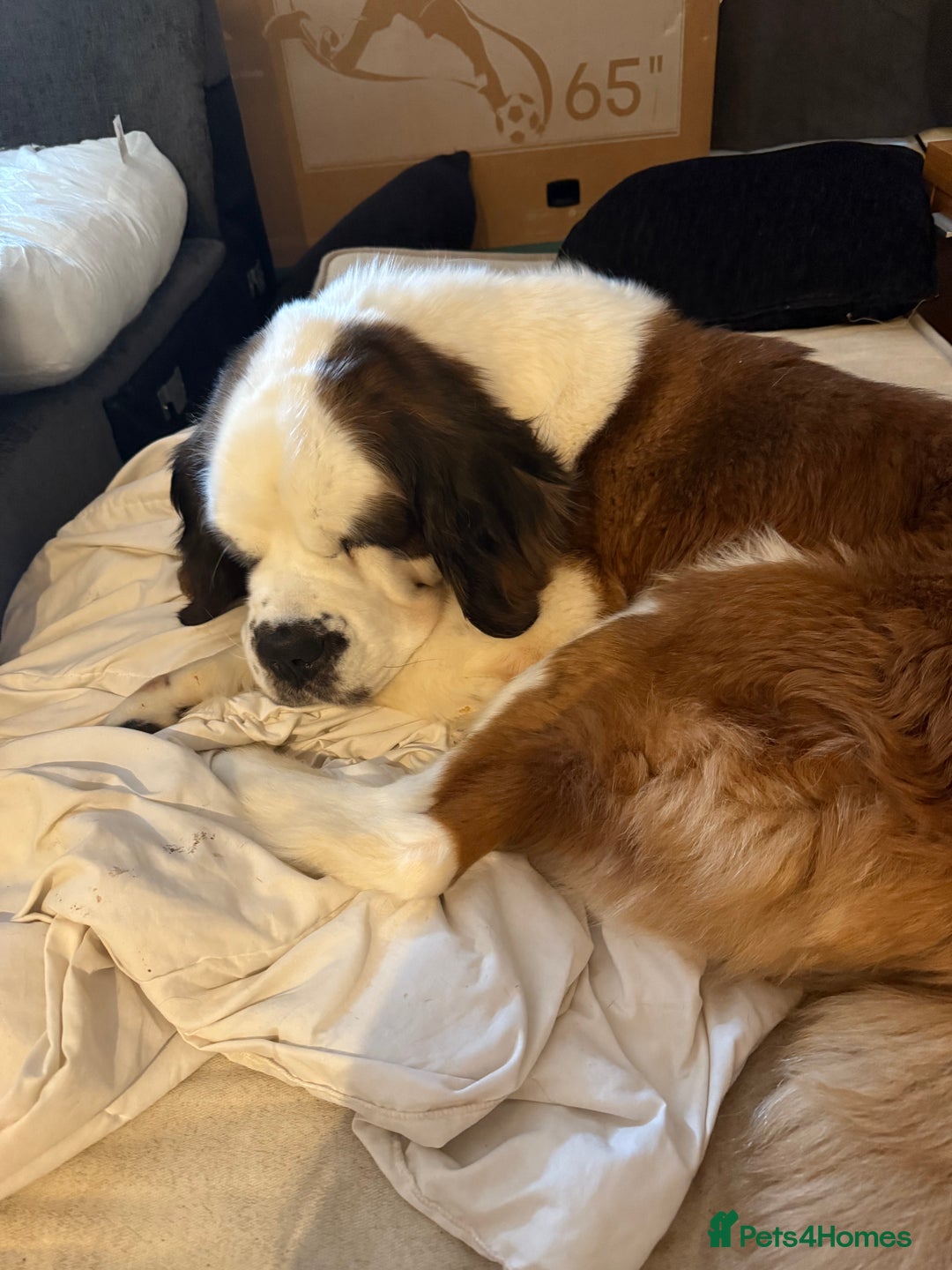 Saint Bernard dogs for sale: St burnard  - Image 2