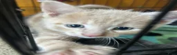 Domestic Shorthair cats for sale: 5 Beautiful kittens, READY TO GO!  - Advert 9