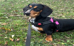 Dachshund dogs for sale: Coco  - Image 1
