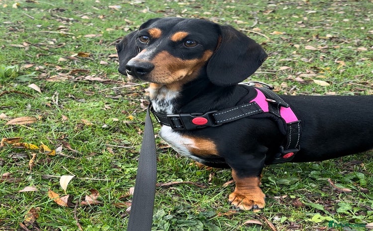 Dachshund dogs - Advert 7