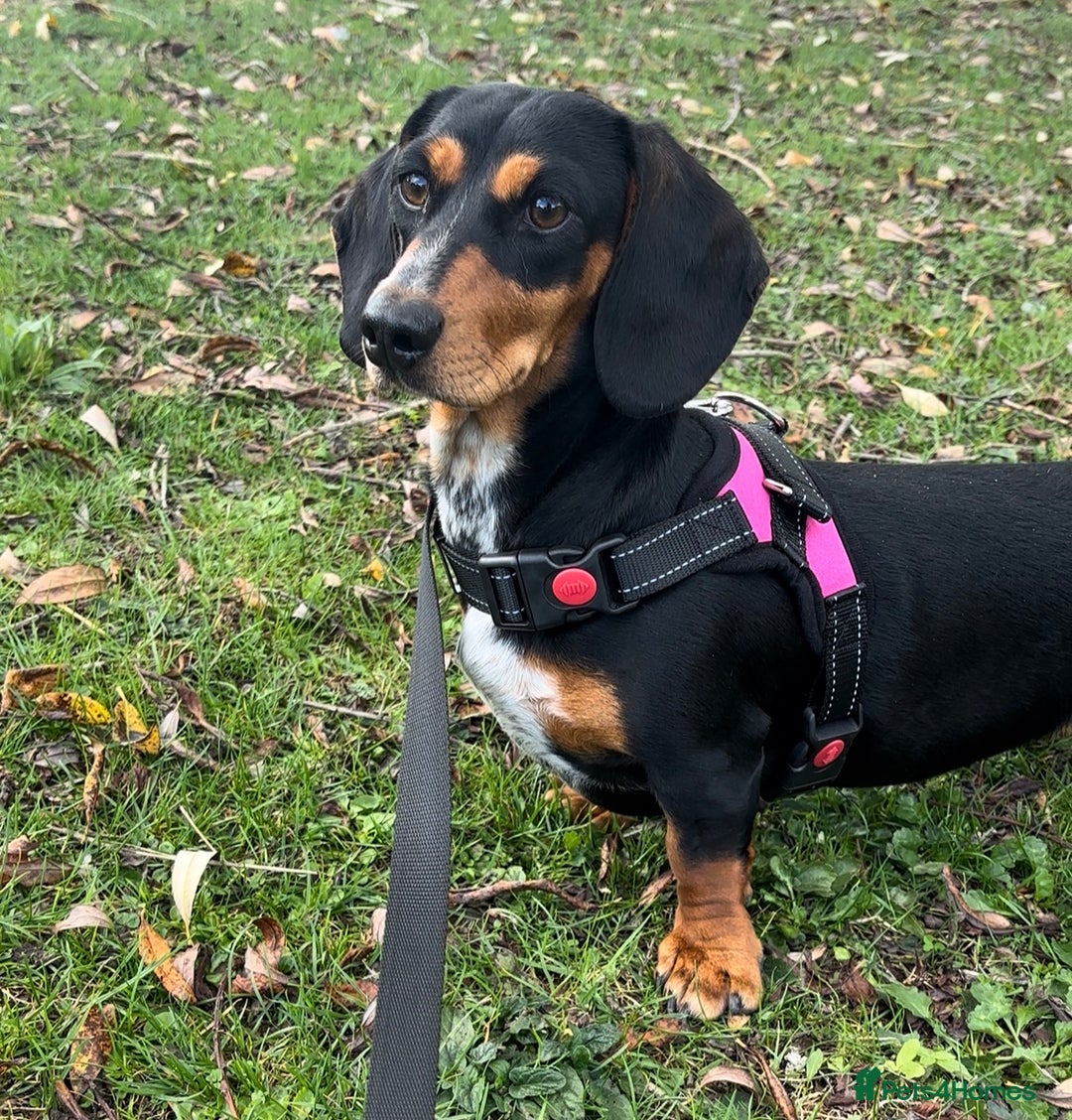 Dachshund dogs for sale: Coco  - Image 1