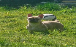 French Bulldog dogs for sale: French bulldog puppies  - Image 4