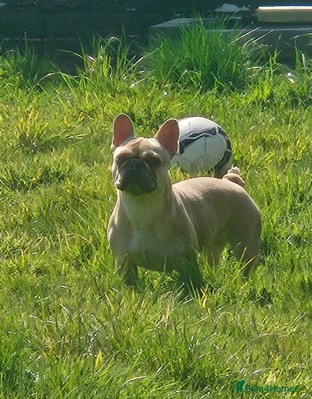 French Bulldog dogs for sale: French bulldog puppies  - Image 4