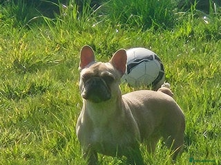 French Bulldog dogs French bulldog puppies 3 girls 1 boy - Advert 8