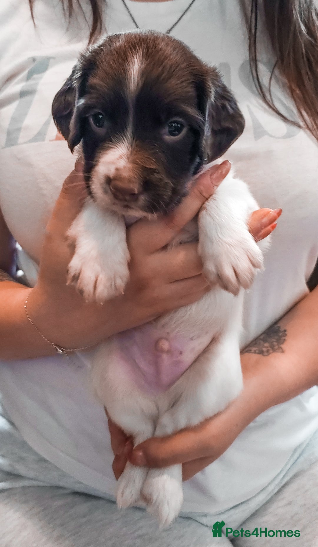 English Springer Spaniel dogs for sale: Ready now KC Reg Working Springer Spaniel Puppies - Image 12