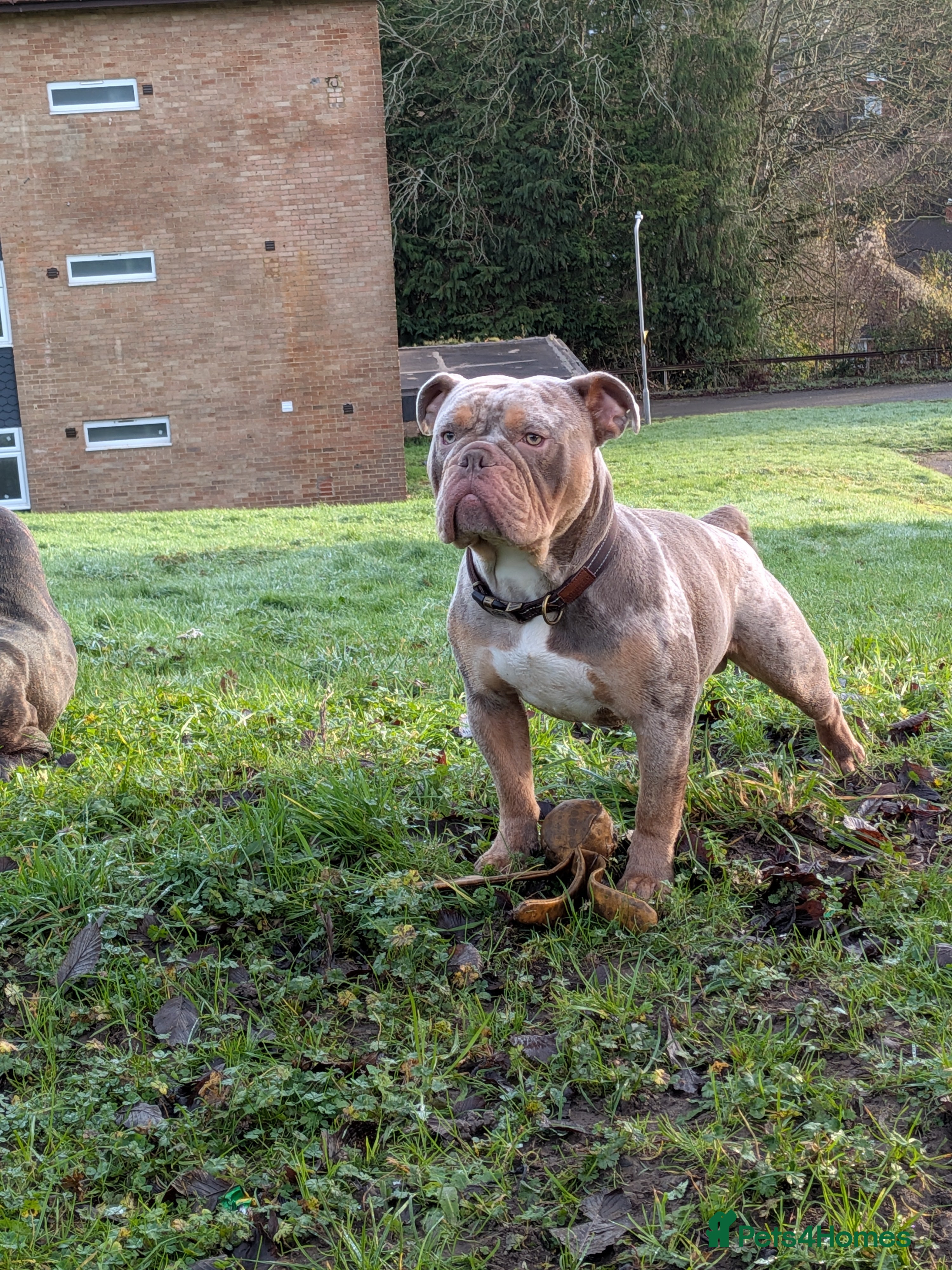 Olde English Bulldogge dogs NEBBR registered olde English bulldog  - Advert 1