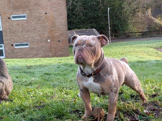 Olde English Bulldogge dogs NEBBR registered olde English bulldog - Advert 4