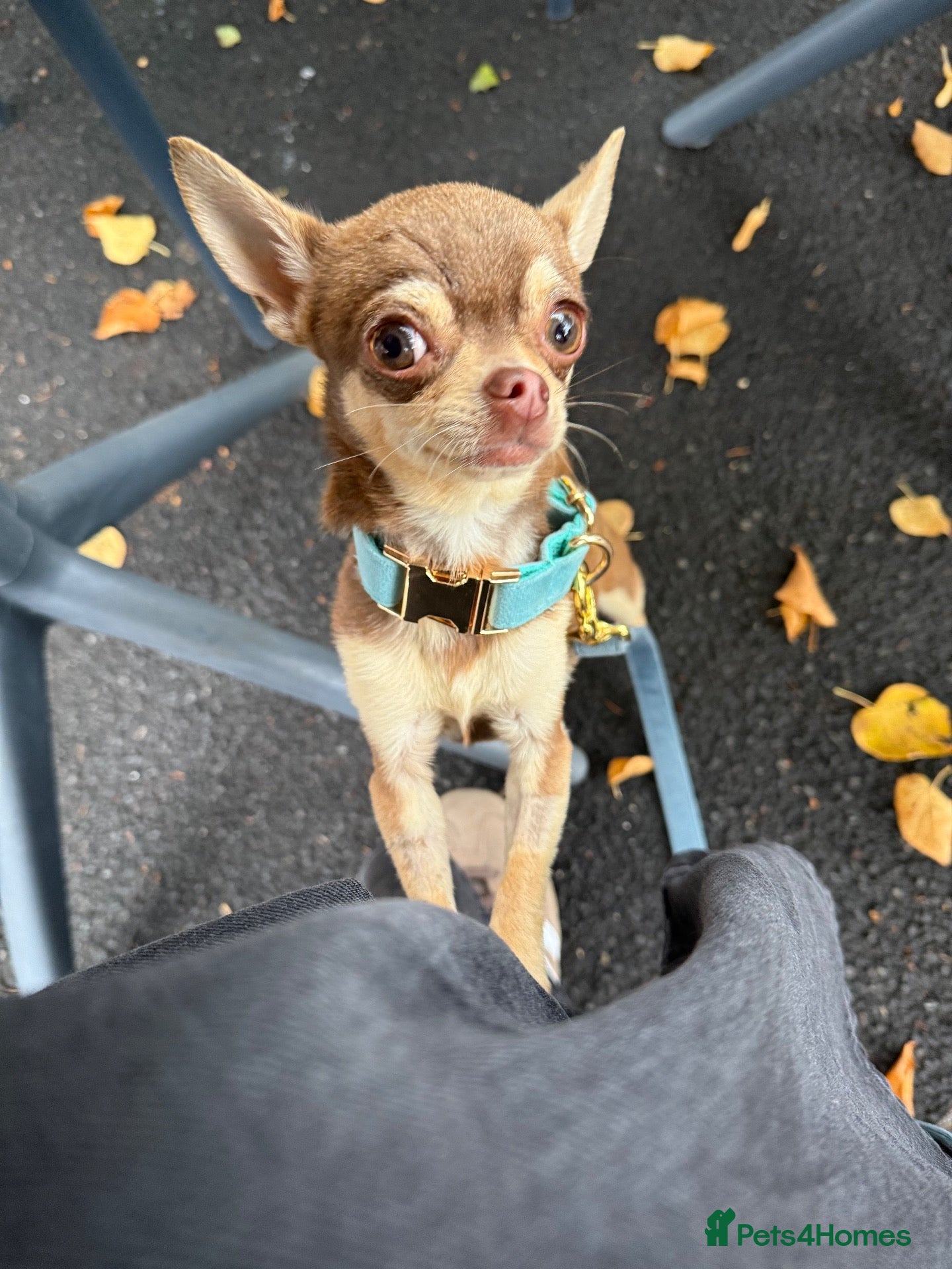 Chihuahua dogs 1 year old tiny male chihuahua  - Advert 1