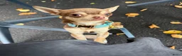 Chihuahua dogs for sale: 1 year old tiny male chihuahua  in Liverpool - Advert 1