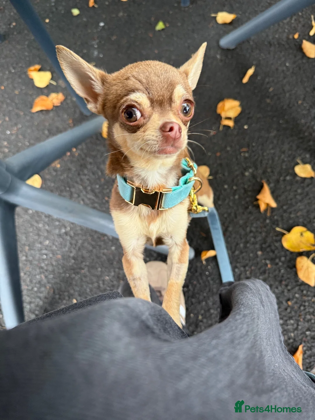 Chihuahua dogs for sale: 1 year old tiny male chihuahua  in Liverpool - Advert 1