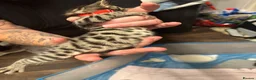 Bengal cats for sale: Rare Pedigree Zorro masked charcoal Bengal Kittens in Orpington - Advert 5
