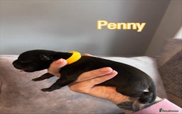 Staffordshire Bull Terrier dogs for sale: 4 Staffordshire Bull terrier Puppies  - Image 4