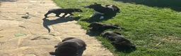 Borador dogs for sale: Beautiful Borodor’s  - Advert 3
