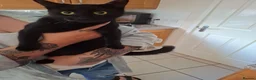 Ragdoll cats for sale: Black Ragdoll  - Advert 3