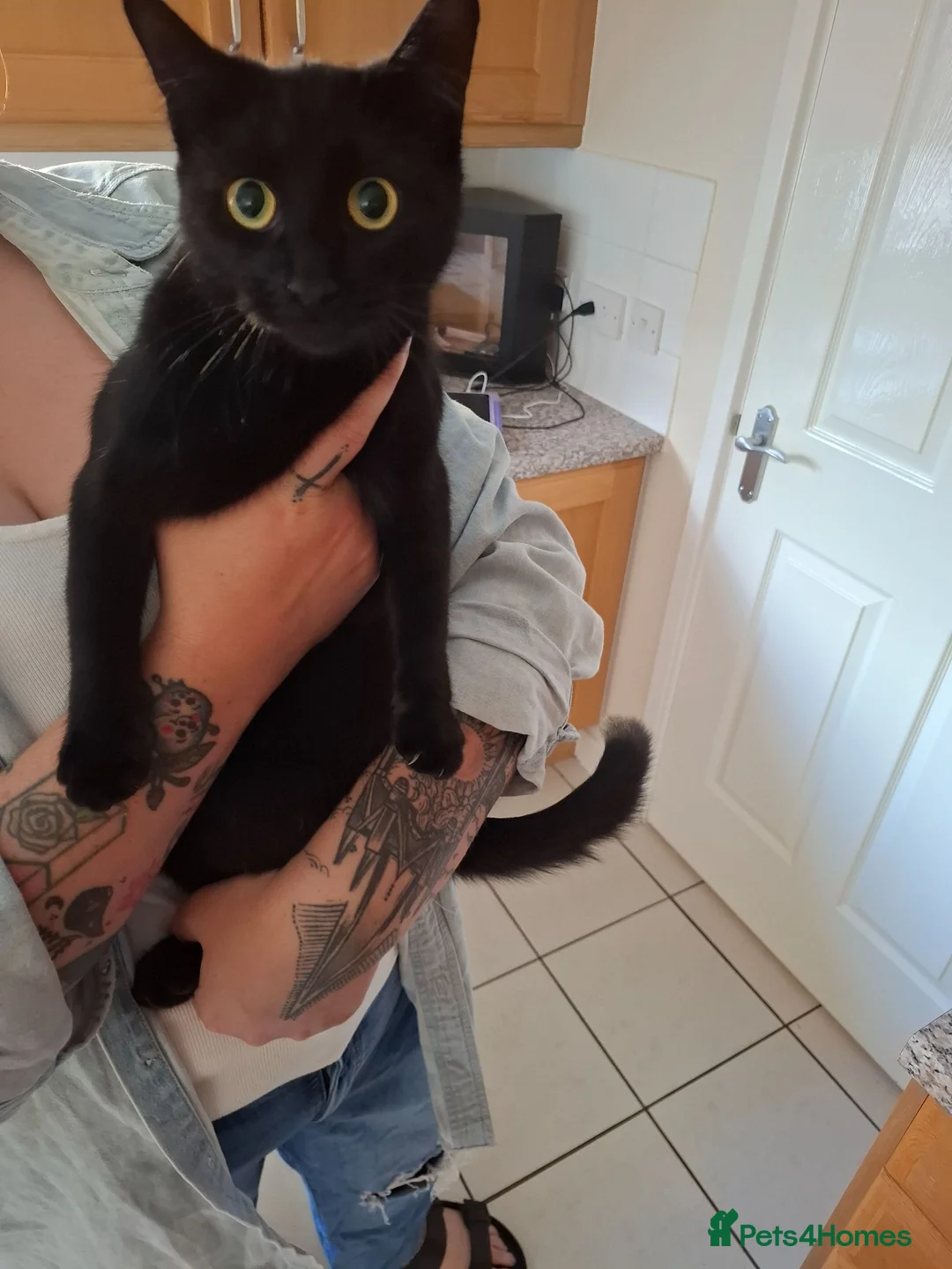 Ragdoll cats for sale: Black Ragdoll  - Advert 3