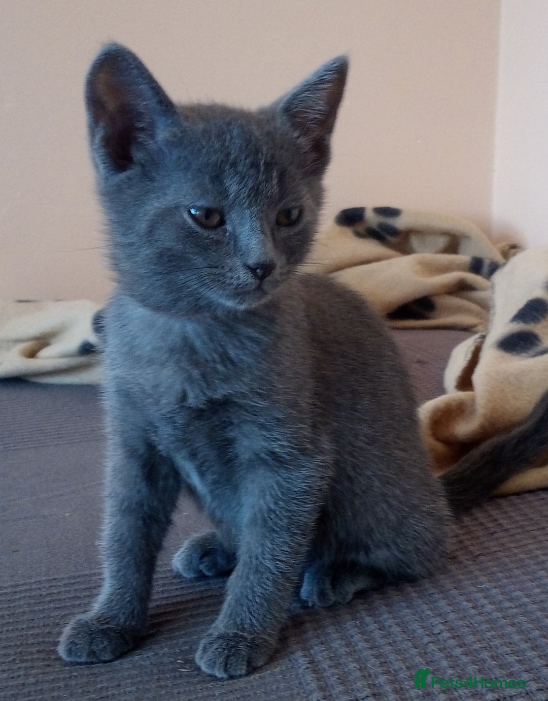 Russian Blue cats for sale: Russian Blue Kittens - 2 Boys left - Image 11