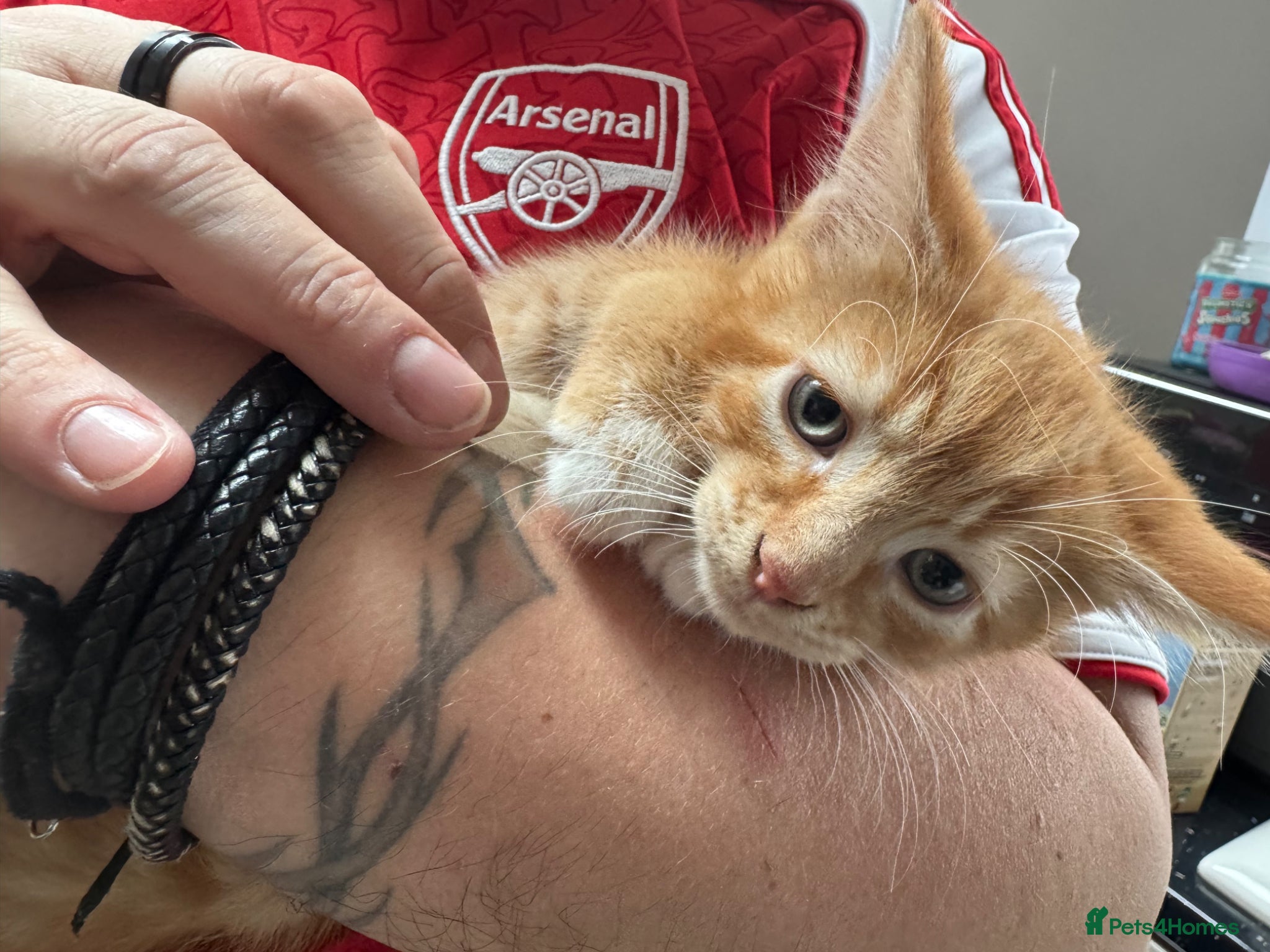 Mixed Breed cats Gorgeous ginger 1 male kitten left - Advert 2