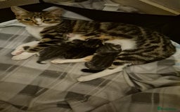 Bengal cats for sale: Bengal tabby x bsh  - Image 2