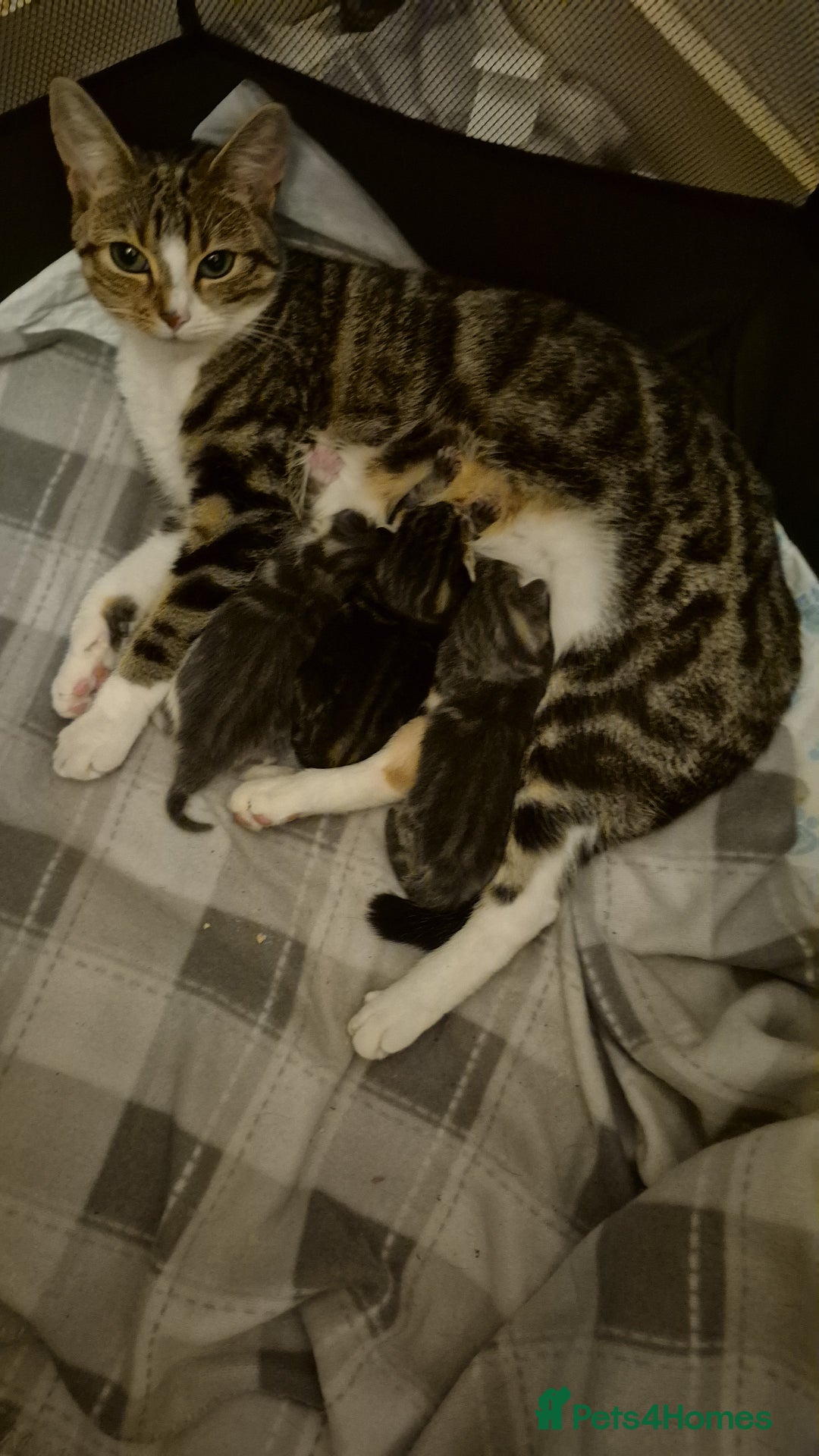 Bengal cats for sale: Bengal tabby x bsh  - Image 2