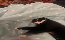 Mixed Breed cats for sale: Kitten for sale - Advert 3