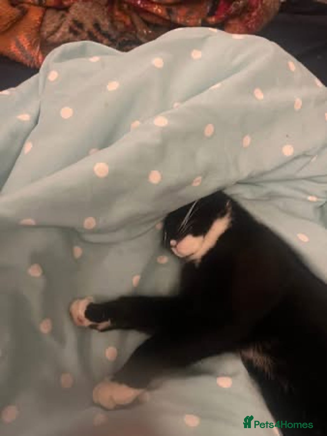 Mixed Breed cats for sale: Kitten for sale - Advert 3