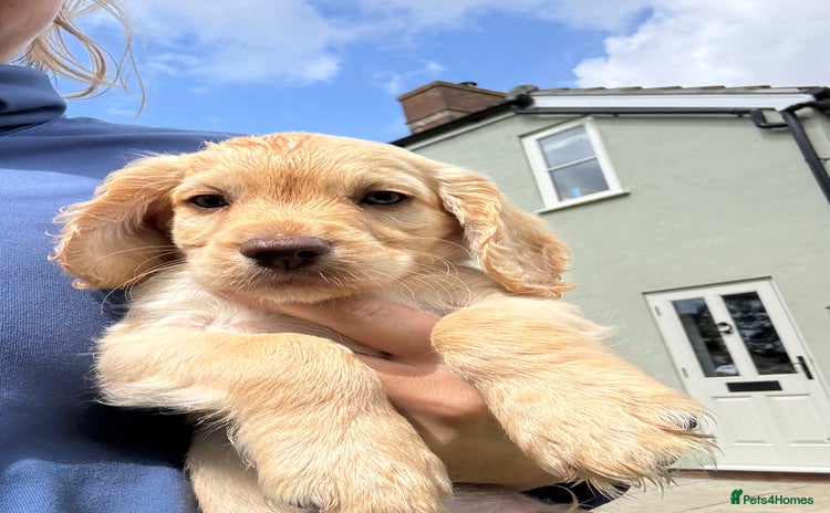 Cocker Spaniel dogs - Advert 3
